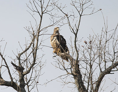 Bald Eagle - 3rd year