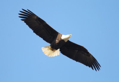 Bald Eagle