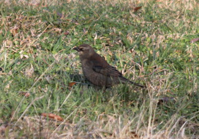 Rusty Blackbird-Female
