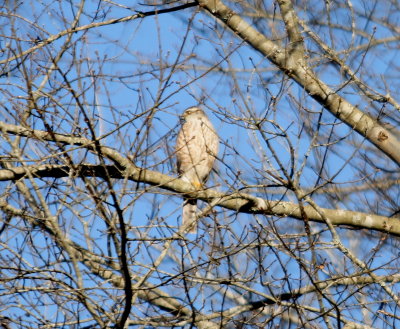 Sharp-shinned Hawk