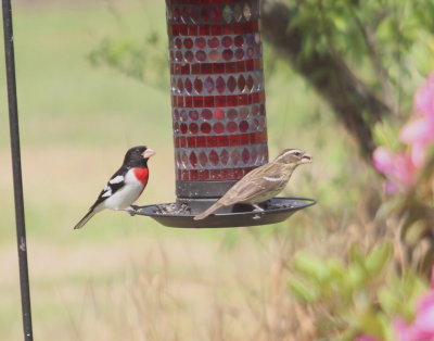 Rose-breasted Grosbeak pair