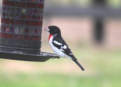 Rose-breasted Grosbeak