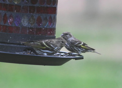 Pine Siskins