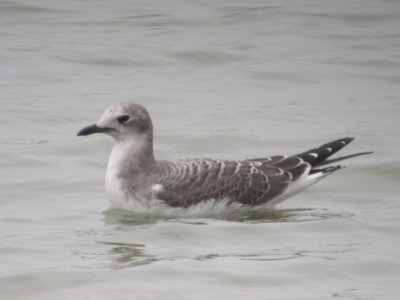 Sabine's Gull - Juvenile