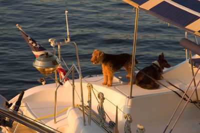 Dogs on boat