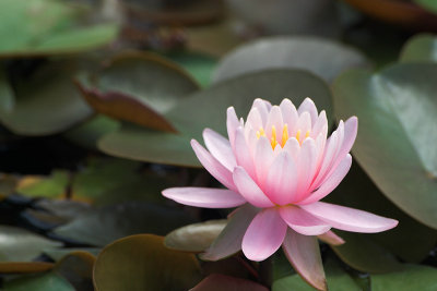 Soft Water Lilly