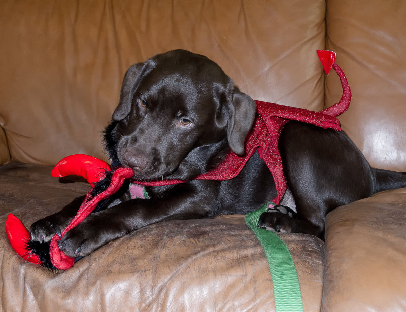 CINO as the Devil  October 20  2012 day 105.jpg