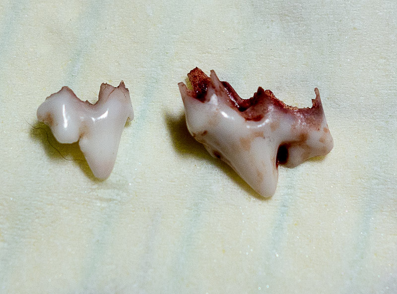 Loosing puppy teeth October 21  2012 day 105.jpg