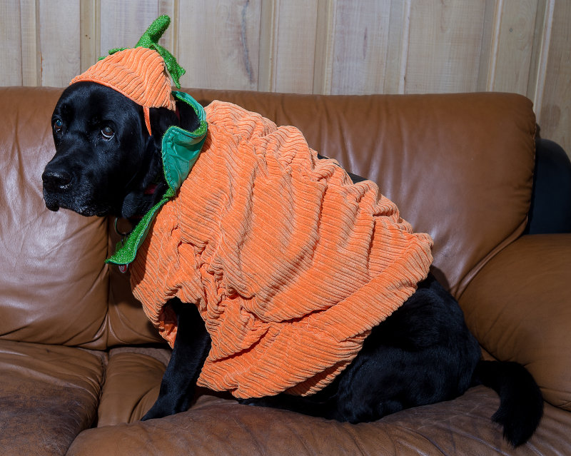 The Embarassement Year 9 October 28  2012 day 112.jpg