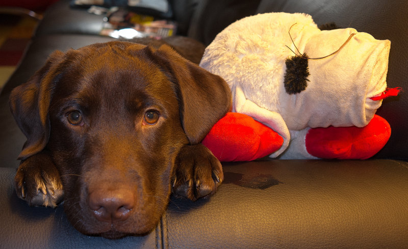 Cino and lamb  November 30 2012_.jpg