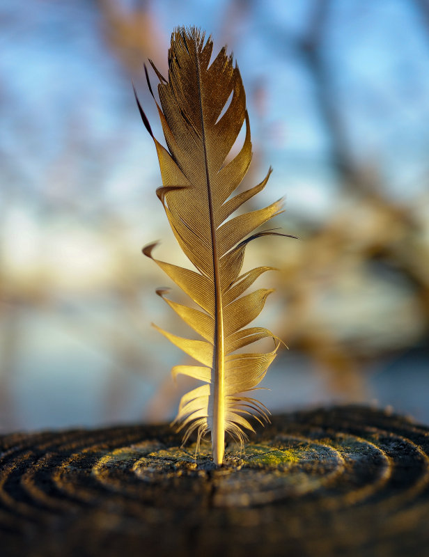 Feather on Morning dog walk  December 6 2012_.jpg