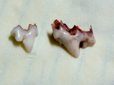 Loosing puppy teeth October 21  2012 day 105.jpg