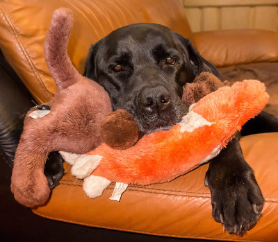 We call him the King of Plush October 24  2012 day 108.jpg