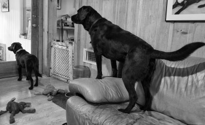 On Lookout  November 25 2012_.jpg