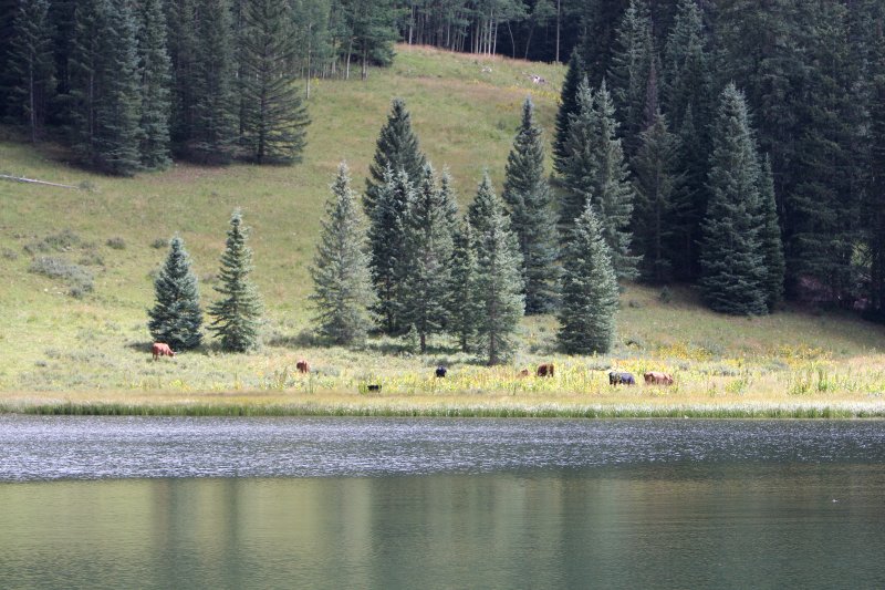 Cattle grazing in a patch of sunlight.
