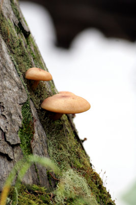 Fungus and moss