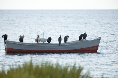 cormorani-IMG_8110.jpg