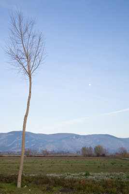 Albero e Luna