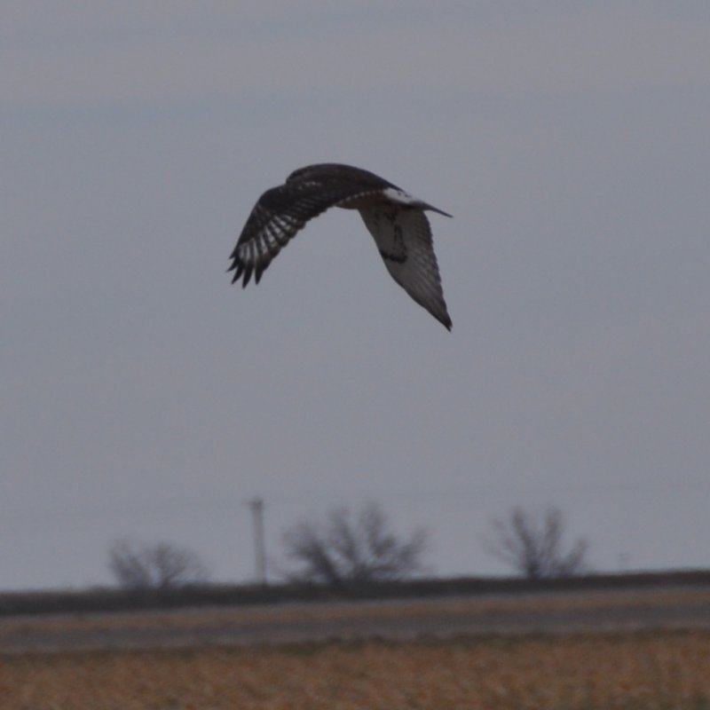 Ferruginous Hawk - first year