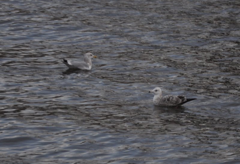 Second-cycle Herring Gull and adult Herring Gull