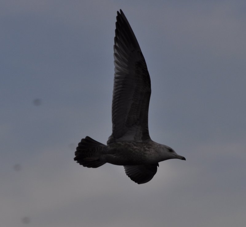 Herring Gull- Second Cycle