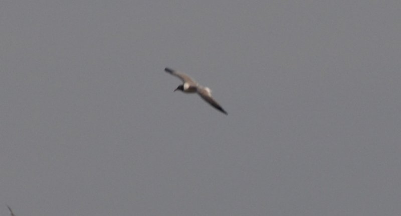 Laughing Gull