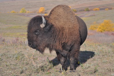 8-year old Bull Bison