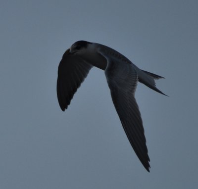 Common Tern (Sterna hirundo)