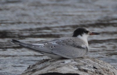 Common Tern (Sterna hirundo)