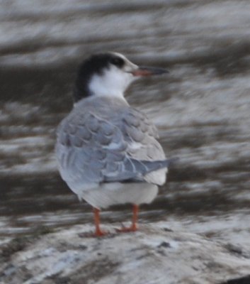 Common Tern (Sterna hirundo)