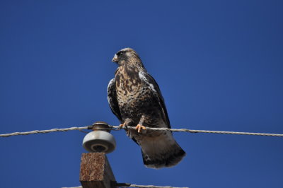 Rough-legged Hawk