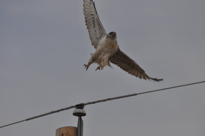 Ferruginous Hawk - first year