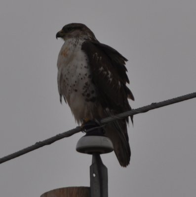 Ferruginous Hawk - first year