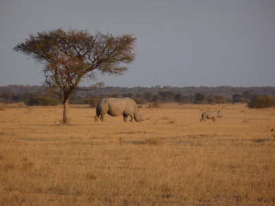 White Rhino-adult female and calf