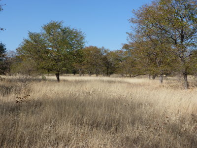 Mopane Woodland