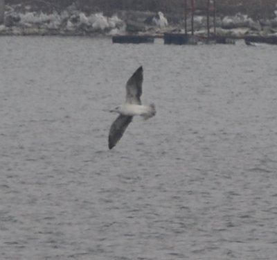 Great Black-backed Gull (Larus marinus)