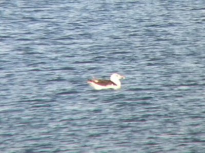 Great Black-backed Gull (Larus marinus)