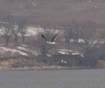 Great Black-backed Gull (Larus marinus)