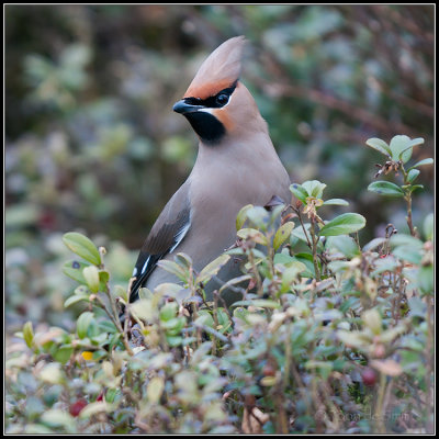 Bohemian Waxwing / Pestvogel