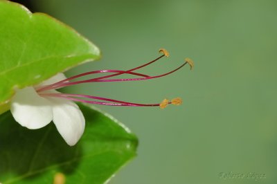 Flowers and Plants - Flores y plantas