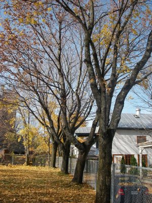 Érables, Rivière-du-Loup