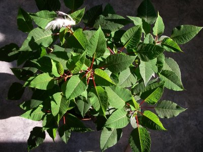 Poinsettia, St-Onsime-d'Ixworth