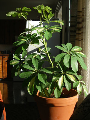 Schefflera, St-Onésime-d'Ixworth