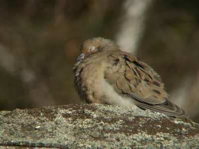 Tourterelle triste, St-Onsime-d'Ixworth