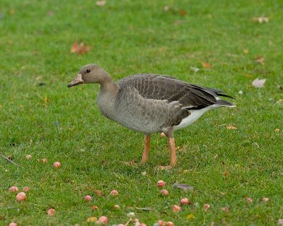 Greater White-fronted goose immature