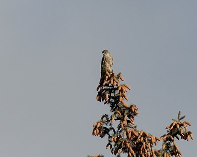 Merlin
