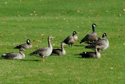 Greater White fronted and Cackling Geese