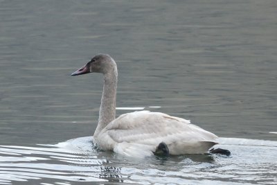 Tundra Swan immature