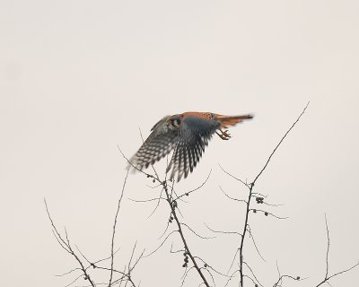 Kestrel male