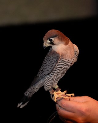 Red-necked Falcon or Red-headed Merlin